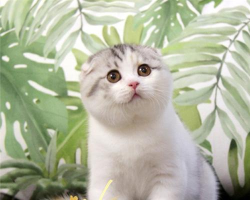 2个月大的折耳猫太安静正常吗？折耳猫性格特点解析！