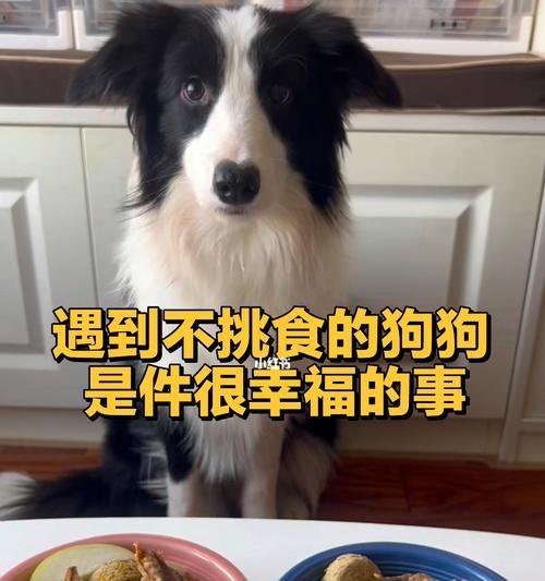 2个月大狗狗挑食怎么办？如何纠正不良饮食习惯？