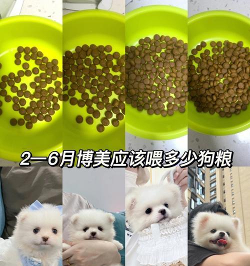 2斤重的博美犬一天应该吃多少狗粮？饮食如何安排？