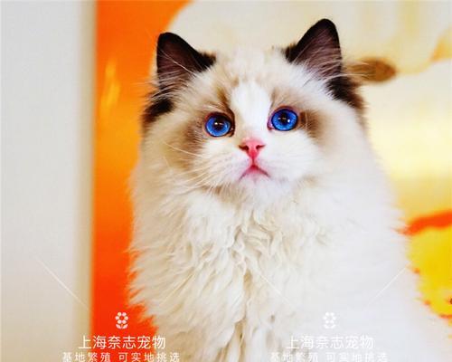 2斤重的布偶猫可以吃营养膏吗？有哪些益处？