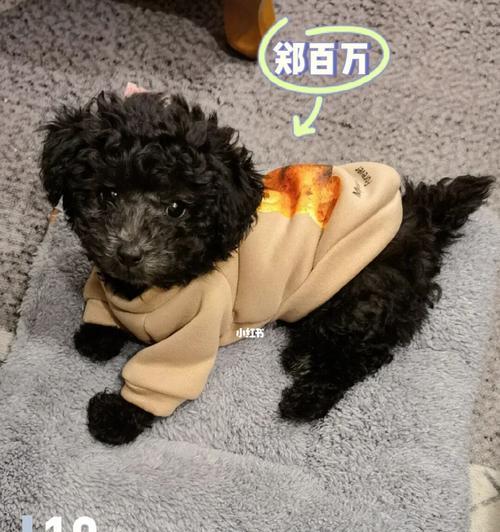 2斤重的泰迪犬一天应该吃多少狗粮？如何控制食量？