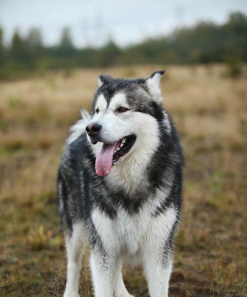 2岁的阿拉斯加犬换主人后如何适应？有哪些注意事项？