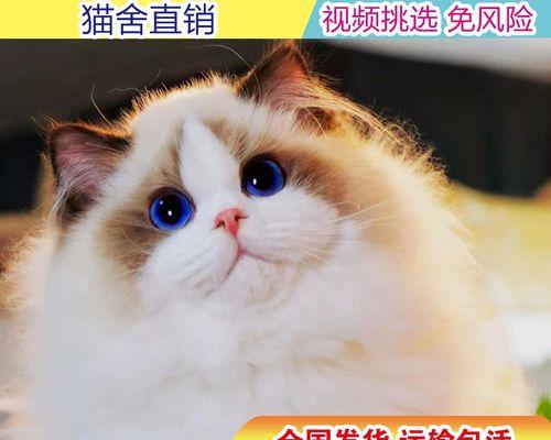 2岁大的布偶猫标准体重是多少？如何判断是否超重？