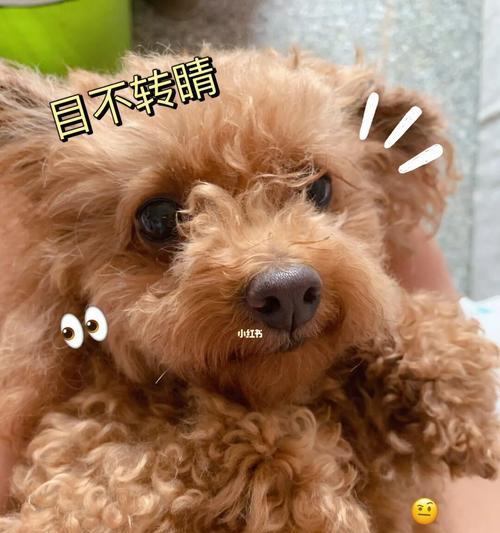 2岁棕色泰迪犬适合吃什么狗粮？推荐哪种品牌？