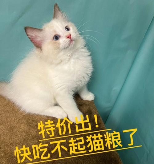 2月大布偶猫可以吃猫粮吗？如何选择猫粮？