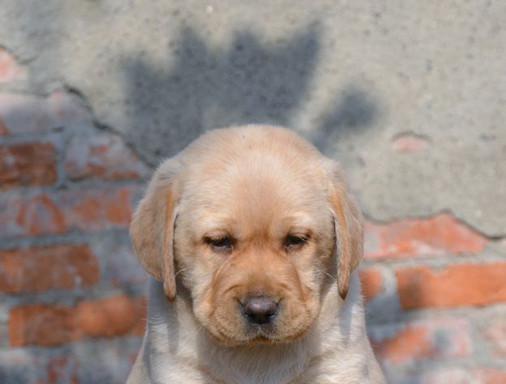 2月大拉布拉多犬每顿吃多少？如何定量喂食？