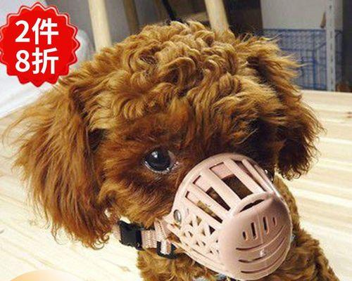 2月大泰迪犬嘴角受伤如何治疗？需要注意什么？