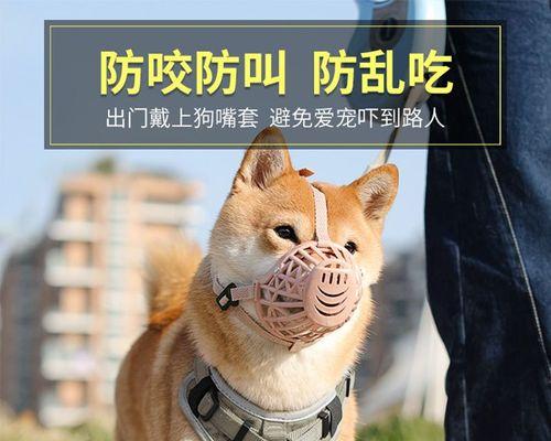 2月大泰迪犬嘴角受伤如何治疗？需要注意什么？