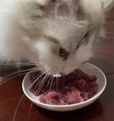 30天的小猫可以吃肉吗？如何适量添加？