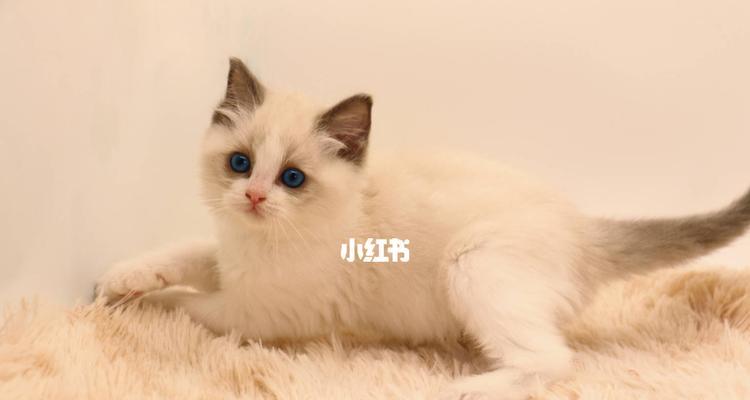 3个月大的布偶猫饲养方法有哪些？需要注意什么？