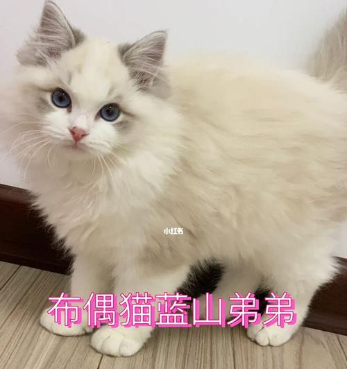 3个月的布偶猫体重标准是多少？如何监测？