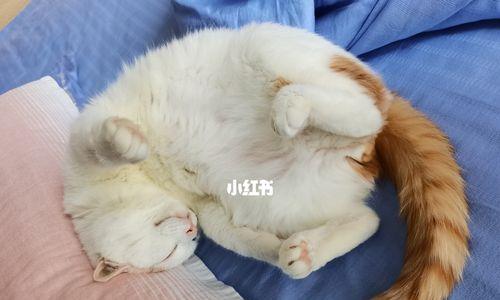 3个月大的猫咪每天应该睡多久？两个月大的猫咪呢？