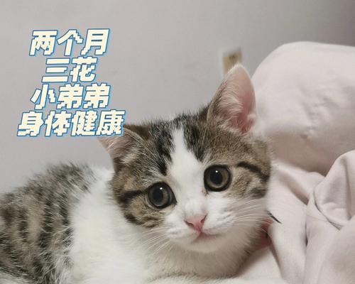 3个月大的小猫正常体温是多少？如何监测健康状况？