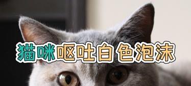 3个月大的猫咪呕吐白色泡沫原因？如何治疗？