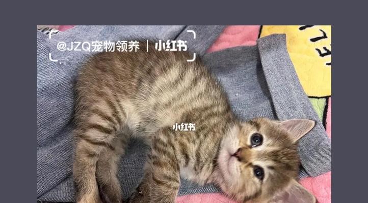 3个月大的小猫咪相当于人类几岁？猫咪年龄如何换算？