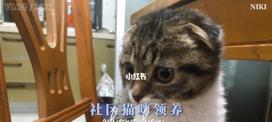 3个月大的折耳猫喂什么有营养？推荐哪些食物？