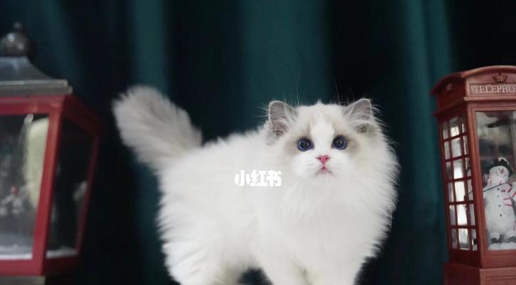 体重3斤的布偶猫几个月大？如何判断猫咪年龄？