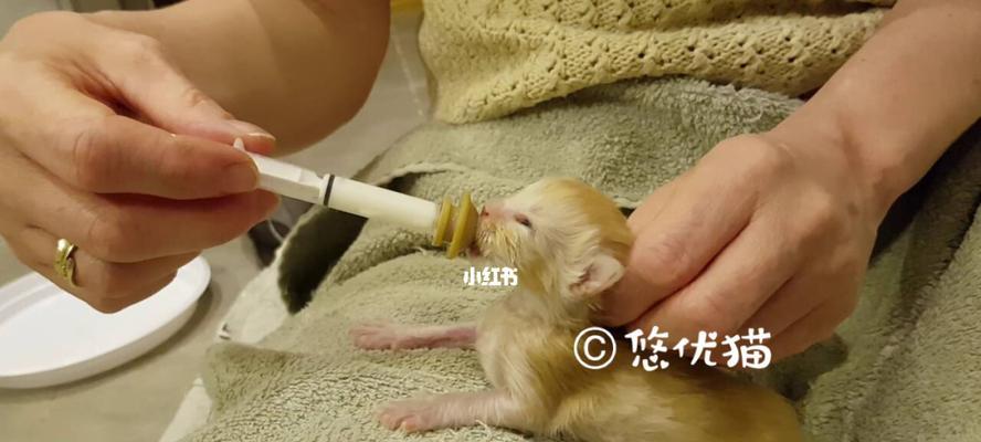 3天大的猫咪如何进行人工喂奶？需要注意哪些细节？