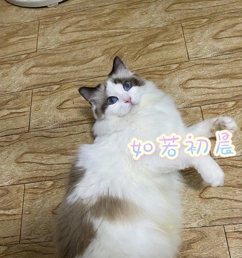 3个月大的布偶猫应该吃什么猫粮？有哪些品牌推荐？