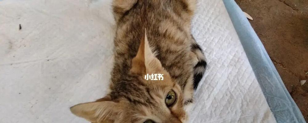 3个月大的小猫肚子大是否正常？如何判断猫咪的健康状况？