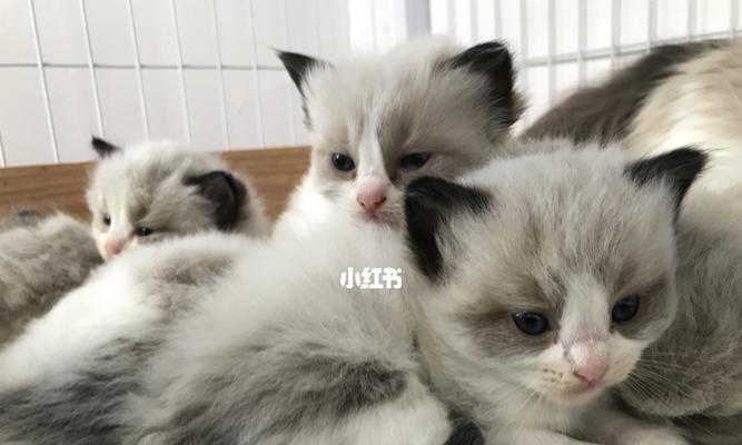 40天布偶猫吃什么？布偶猫幼猫的饮食建议？