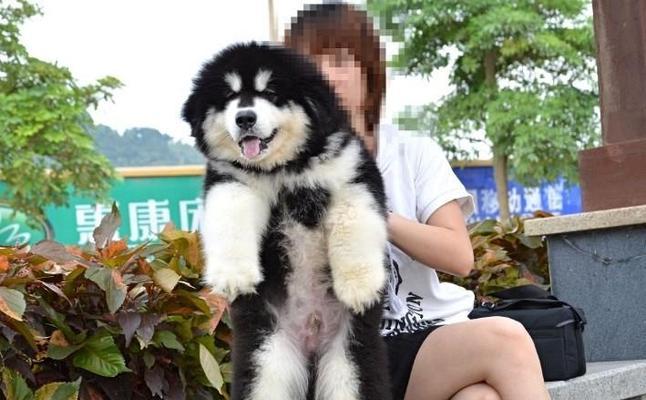 40天的阿拉斯加犬的饲养指南？幼犬的饮食与训练？