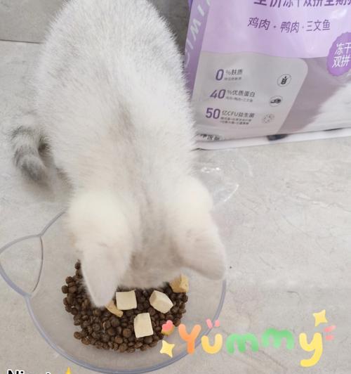 40天的小猫不吃猫粮怎么办？幼猫饮食调整和诱食方法有哪些？