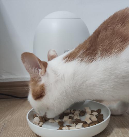 40天的小猫不吃猫粮怎么办？幼猫饮食调整和诱食方法有哪些？