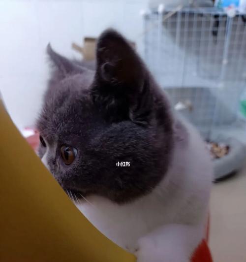 40天的小猫不吃猫粮怎么办？幼猫饮食调整和诱食方法有哪些？