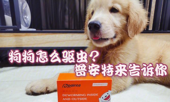 40天的狗狗怎么驱虫？幼犬驱虫方法和注意事项有哪些？