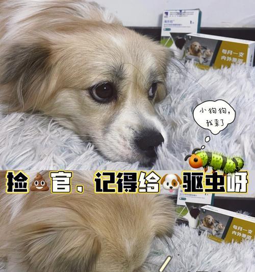 40天的狗狗怎么驱虫？幼犬驱虫方法和注意事项有哪些？