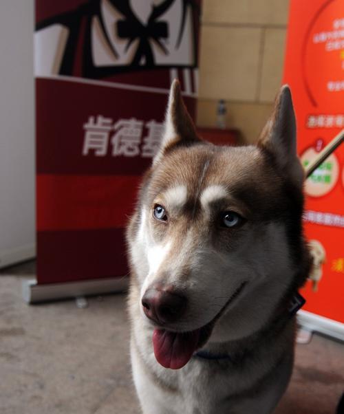 40天的哈士奇能吃鸡蛋吗？幼犬饮食禁忌和推荐食物有哪些？