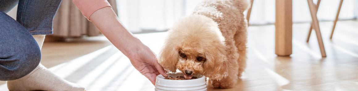 8月大泰迪可以吃成犬狗粮吗？泰迪狗粮转换标准是什么？