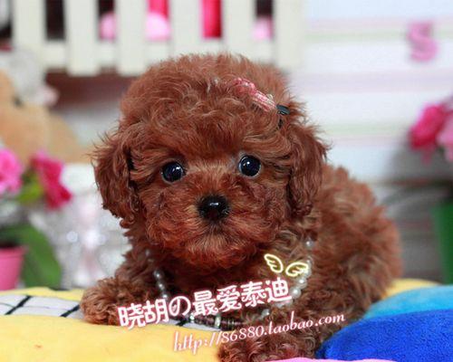 2个月泰迪茶杯犬吃多少狗粮？茶杯犬喂食量如何计算？