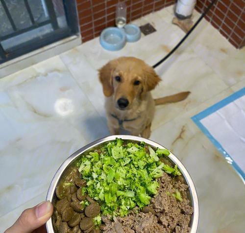 6个月大的金毛能吃多少狗粮？金毛犬喂食量标准？