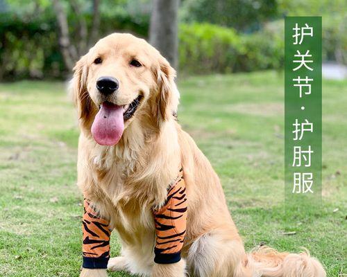 2岁拉布拉多犬尺寸是多少？拉布拉多犬标准尺寸？