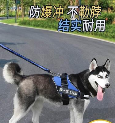 2岁拉布拉多犬尺寸是多少？拉布拉多犬标准尺寸？