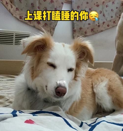 被打后狗狗发抖怎么办？狗狗发抖原因及解决方法？