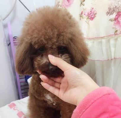 2岁的泰迪狗怎么养？泰迪犬饲养指南？