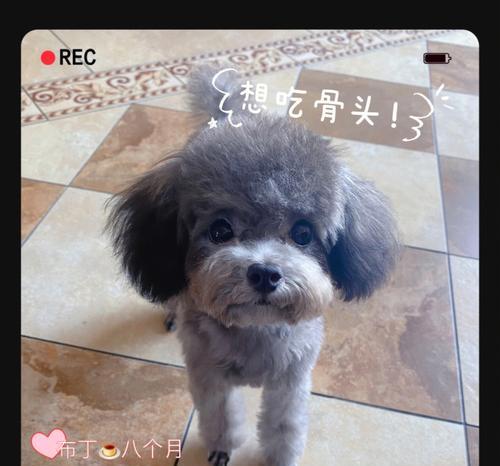 八个月泰迪可以吃什么水果？泰迪犬水果饮食禁忌？