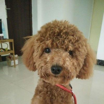 6个月泰迪一天喂多少？泰迪犬喂食量标准？