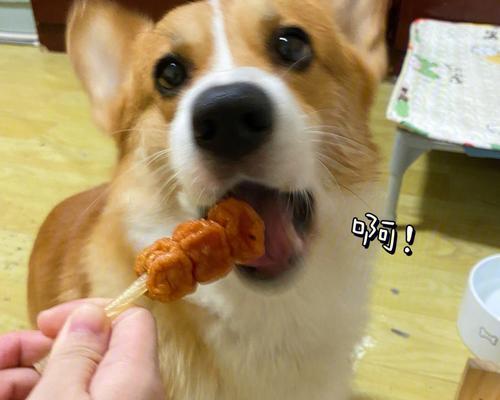 10岁大的狗狗不吃饭怎么办？老年犬饮食问题？