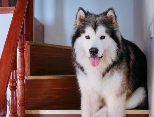 阿拉斯加幼犬适合哪种狗粮？阿拉斯加犬狗粮推荐？