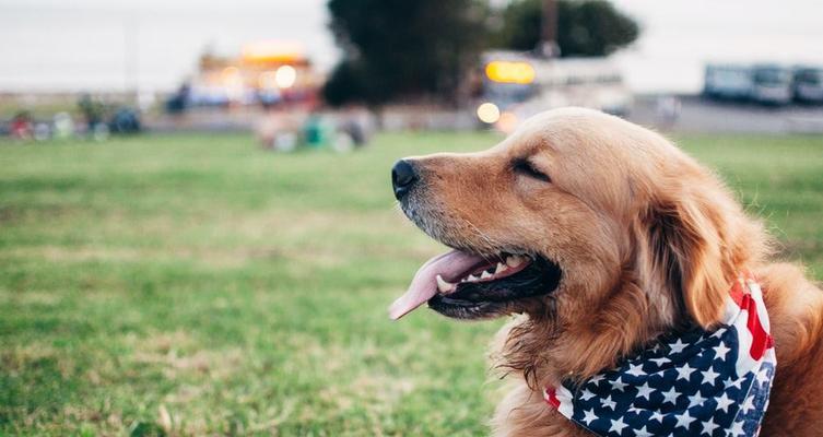 把狗狗犬牙磨短好吗？狗狗牙齿护理？