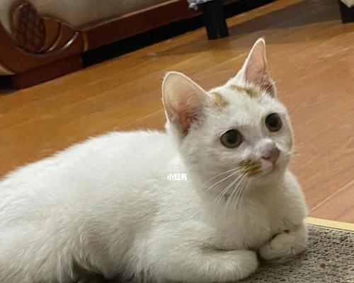 3个月猫咪睡一觉多久？猫咪睡眠时间正常吗？