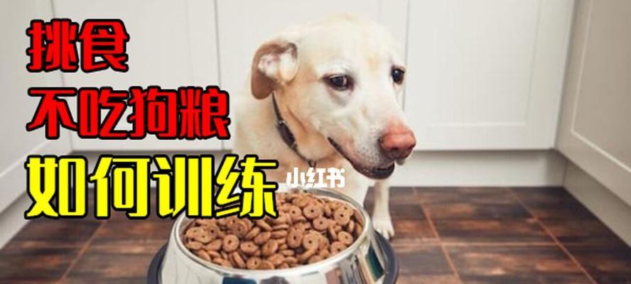 5个月狗狗吃多少狗粮？幼犬狗粮喂食量如何计算？