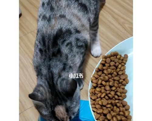 9个月猫咪可以吃成猫粮吗？猫咪饮食过渡指南有哪些？