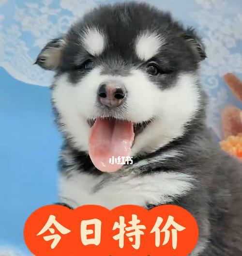 阿拉斯加犬怀孕怎么喂养？阿拉斯加犬孕期护理有哪些？