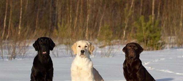 北大西洋暖流对拉布拉多犬影响有哪些？拉布拉多犬气候适应能力如何？