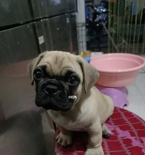 巴哥犬吃什么牌子狗粮好？巴哥犬狗粮推荐有哪些？